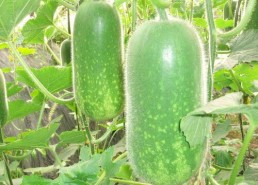 今日大瓜必吃大瓜海外,今日大瓜必吃，海外风云尽收眼底