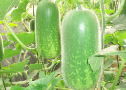 今日大瓜必吃大瓜海外,今日大瓜必吃，海外风云尽收眼底